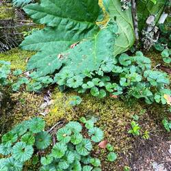 Im Vordergrund eine Variante der Nalca-Pflanze: die Zwerg-Nalca (Nalca Enana)