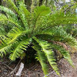 Ein Riesenfarn...ebenso zahlreich wie die Nalca-Büsche