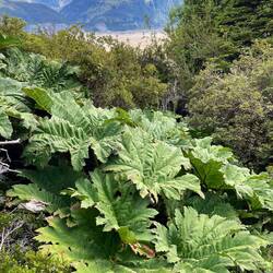 Riesige Nalca-Pflanzen säumen den Weg.