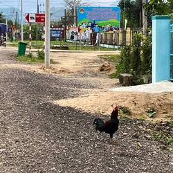 The chicken crossing the road