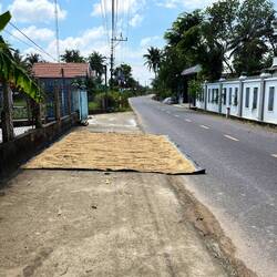 Rice drying on the road