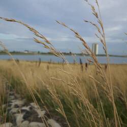 Tranquile sea