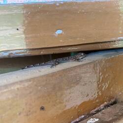 Afrikaanse huis Gekko