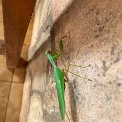 Mante religieuse/ vrouwelijke bidsprinkhaan