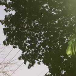 Brüllaffen mitten in der Stadt