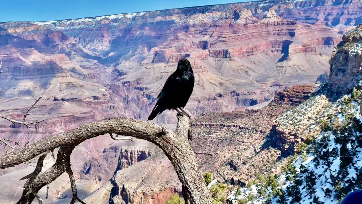 So many ravens