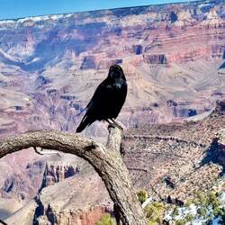 So many ravens