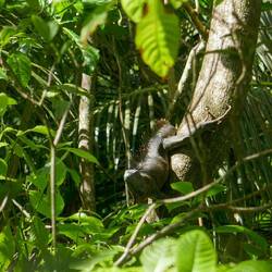 Wieder einmal ein Leguan angetroffen