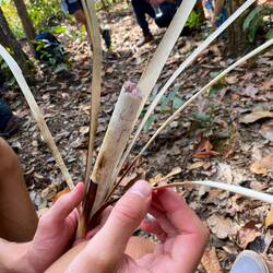Bamboo-Sticky-Rice