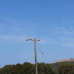 Der Kookaburra ist leider genau beim Auslöser drücken weggeflogen. So gibts nur eine Fernaufnahme.