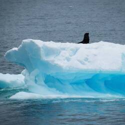 Antarctic fur seal rafting by on a bergy bit — Dallman Bay, Antarctica.