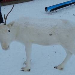 Die gibt es auch in weiß.