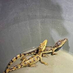 Ausgewachsen werden die weißen Krokodile (s.Bild) nur 3m lang, die schwarzen bis zu 8m