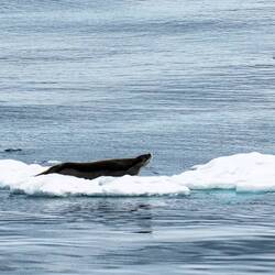 Leopard seal resting on an ice floe — Neumayer Channel, Antarctica.