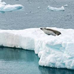 Crabeater Seal — Neumayer Channel, Antarctica.