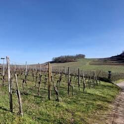 Abstieg durch die Weinberge!