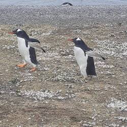Fred Astaire und Ginger Rogers