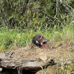 Fütterung: Stück Wallaby mitsamt Fell und Knochen