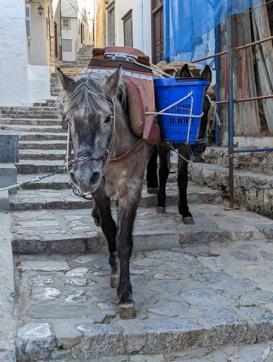 The "cars" of the island!
