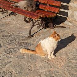 All of Greece has stray cats. Here they seem to be overrunning the island!