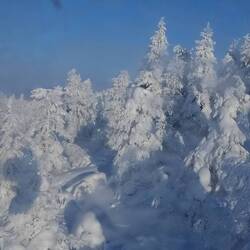 Die Baum"skulpturen"