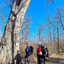 Da hatte jemand ein tolles Gedicht über den alten Baum verfasst!