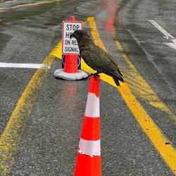 Fehlt nur noch Warnweste und Bauhelm 🤣