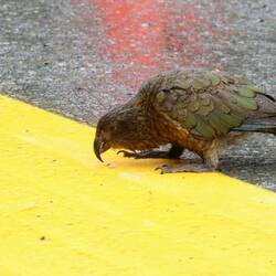 Da isser, der Kea 🤩 Füttern sollte man aber unbedingt nicht!