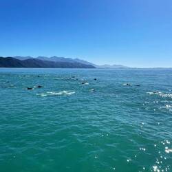 Ziemlich viele Delfine