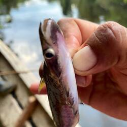 Der Katzenhai, den Tomy gefangen hat