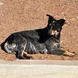 Finally seeing cattle dogs