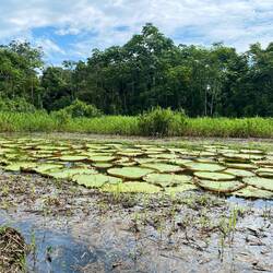 riesige Lotusblüten, diese blühen nur bei Nacht