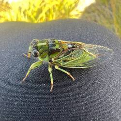 Insekten sind hier oftmals größer als in Europa🤭