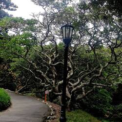 Verschnörkelte Bäume.