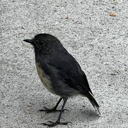 Sehr neugierige Wegbegleiter