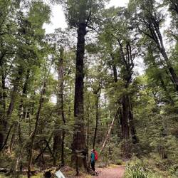 Die Bäume sind hier deutlich größer als in Europa