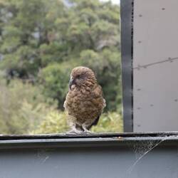 Keas warten schon am Ziel auf uns