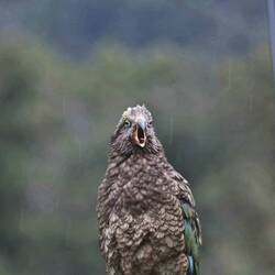 Die haben ziemliche Flausen im Kopp 😄