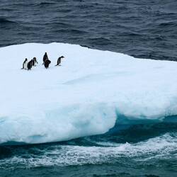 Gentoo penguins rafting by — Andvord Bay, Antarctica.