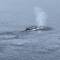 Fluking humpback bids Insignia goodbye — Andvord Bay, Antarctica.