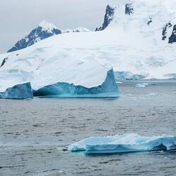 What are those black dots on the ice? — Andvord Bay, Antarctica.