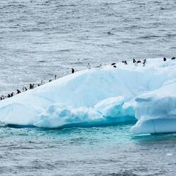 Bigger ice ... more gentoos — Andvord Bay, Antarctica.