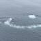 Humpback whale bubble net feedintg — Andvord Bay, Antarctica.