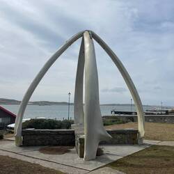 Whale bone from 2 blue whales in 1933