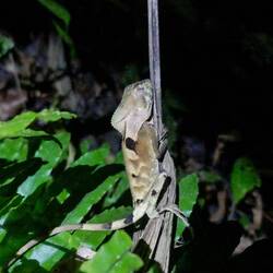 Chamäleonartige Eidechse 🦎