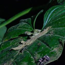 Tödliche Viper🐍😅