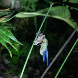 Frisch gehäutete Zikade