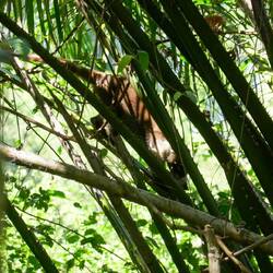 Nasenbär auf Futtersuche