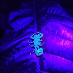 Skorpion unter Schwarzlicht😱