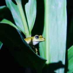 Neugieriger Frosch zu Beginn der Nachttour🐸